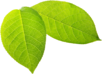 header-leaf-top