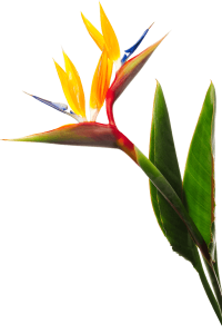 birds-of-paradise-414x600