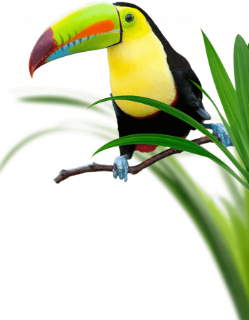 footer-toucan