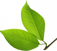 header-leaf-bottomright header-leaf-bottomright